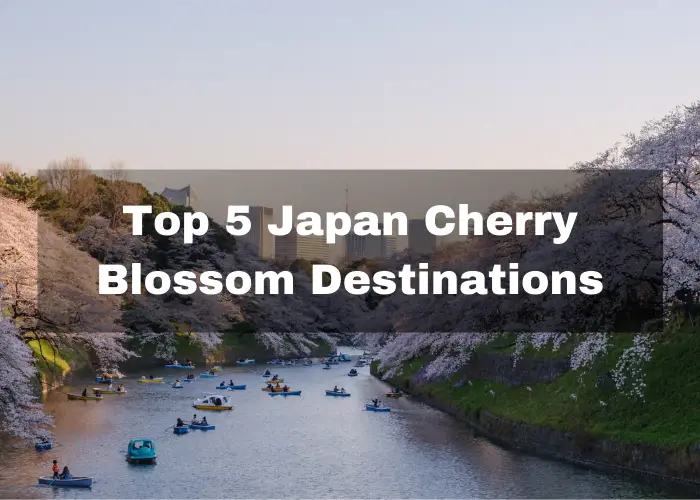 Read more about the article Top 5 Japan Cherry Blossom Destinations