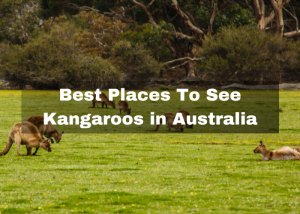 Read more about the article Top 10 Best Places To See Kangaroos in Australia