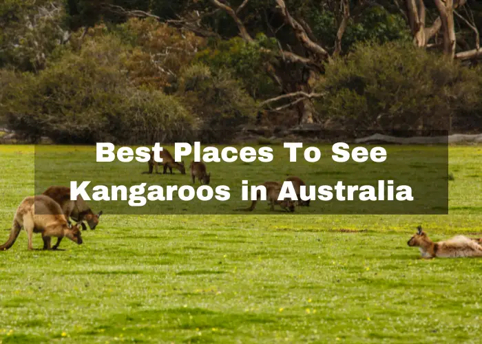 You are currently viewing Top 10 Best Places To See Kangaroos in Australia