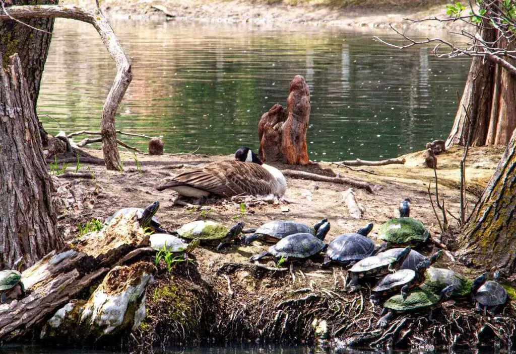 Dillon Nature Center