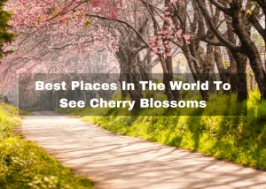 Read more about the article 15 Best Places In The World To See Cherry Blossoms